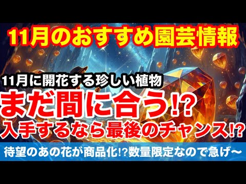 園芸 装飾的な果実を持つ多年草