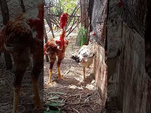 Criatorio ig tio San Pindoretama Ceará formanda a baia para começar os trabalhos com o polaco