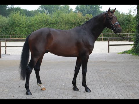 "Zausel" 3y. westphalian stallion, 1.68 m, V. Zoom - MV. Finest