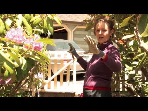 download lagu mp3 mp4 Cutting Back Overgrown Rhododendron, download lagu Cutting Back Overgrown Rhododendron gratis, unduh video klip Cutting Back Overgrown Rhododendron