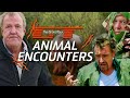 The Grand Tour S Funniest Animal Encounters The Grand Tour