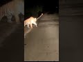 Tiger Encounter On Road Kaladhungi Road Nainital Jim Carbet National Park Forest Tiger Shorts