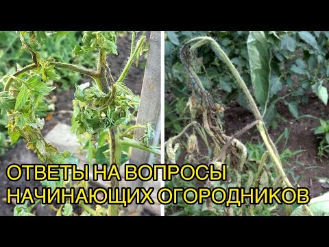 Чернеют листья и стебель томата - здесь без сильных фунгицидов не обойтись.