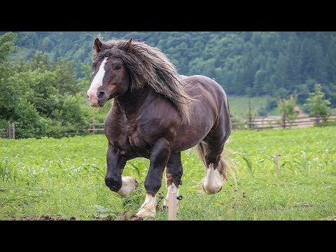 , title : 'Cai grei 2019 cai frumosi, armăsar pentru montă din Bucovina'