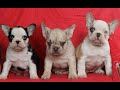 French Bulldog dogs for sale: Max  - Video 1