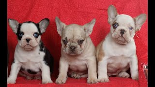 Video preview image #1 French Bulldog Puppy For Sale in RONKS, PA, USA