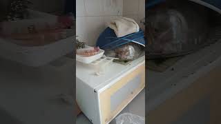 Download lagu my realistic Jamaican kitchen #,shorts#thisislife mp3