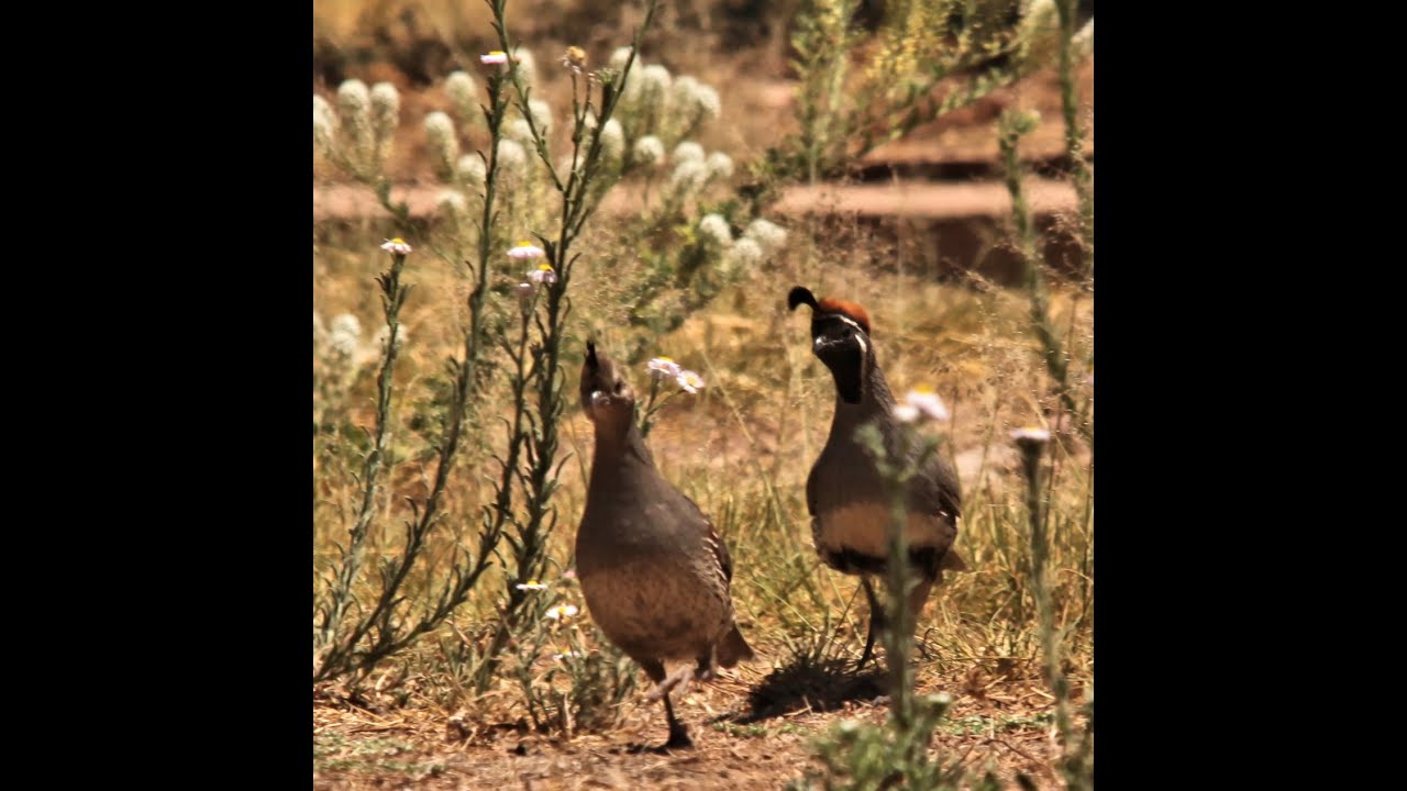 Chiricahua Mountain water tank in south east Arizona along the creek. Owls Lions Bears  birds deer