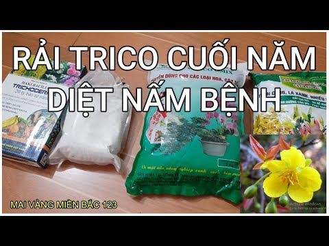 🔴 QBS2157 - RẢI TRICHODERMA CUỐI NĂM DIỆT NẤM BỆNH CÓ HẠI CHO BỘ DỄ || TÁC DỤNG CỦA NẤM TRICHODERMA