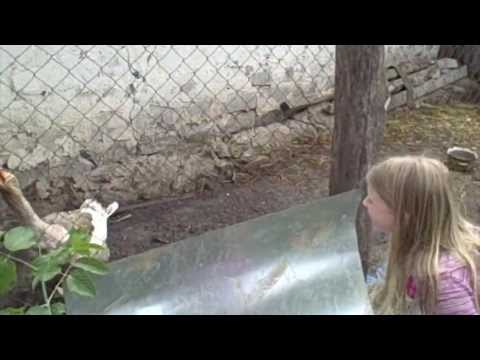 Emma & The Goose: A Tale of Two Hisses | TrafficGenerationCafe.com