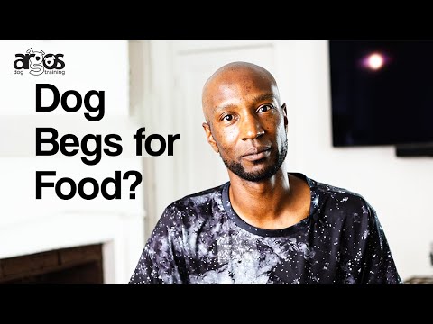 How to Stop Your Dog from Begging for Food | 2 Mins Tuesday