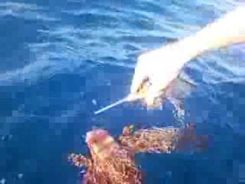 Miracle des Profondeurs, Splondeur des Grondin Volant, Cap Rousseau