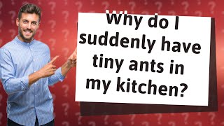 Why do I suddenly have tiny ants in my kitchen?