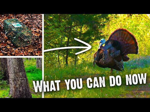 How To Increase Turkey Numbers on Your Property (796)