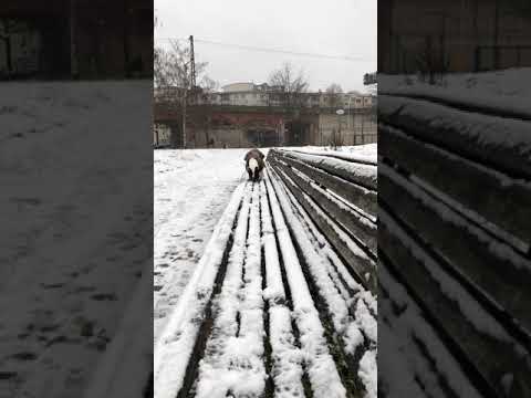 Rita im Schnee / Rita in the snow