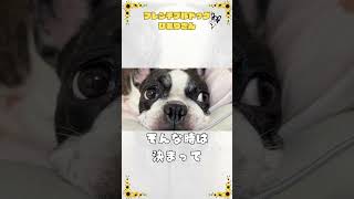 寒い日は中々出れない🛏️ #vlog #フレブル #shorts 　　　　　　　　　　　　　　　　　　　　　　"It's hard to go out on cold days."