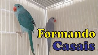 Como formar Casais de Ring Neck - Dicas e Mutações