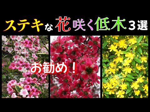 ハリエニシダ: 鮮やかな花を咲かせる低木がどれほど有毒であるか 植物