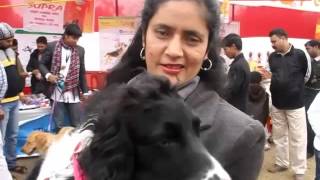 preview picture of video 'All Breed Dog Show in Patna'