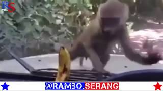 Download lagu Dasar monet ireng mp3 Download lagu Dasar monet ireng mp3