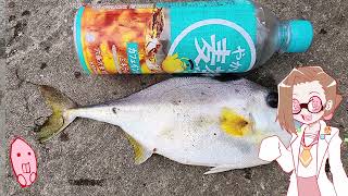 雀botが釣った魚を料理して食べる動画　＃３　ギマ刺しと煮付け