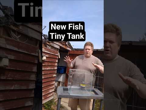 We have a new fish on its way from Thailand for tiny tank #aquarium #animals #surprise