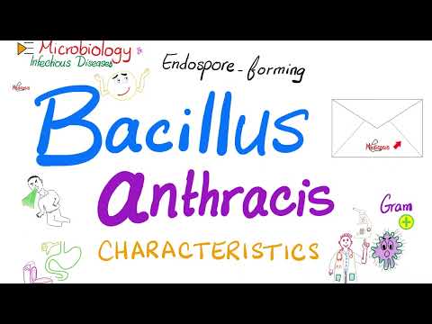 Bacillus anthracis characteristics | Microbiology 🧫 & Infectious Diseases 🦠