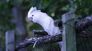 beautiful cute animals #4