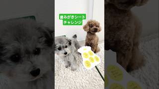 歯みがきシートチャレンジ🪥 #いぬ #いぬすたぐらむ #dogstagram #toypoodle #トイプードル #犬 #わんこ #犬との暮らし #歯みがき #lion #犬の歯みがき #おさんぽ