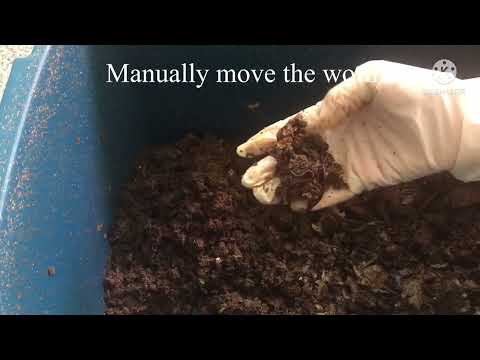 Home Blue worms worm bin