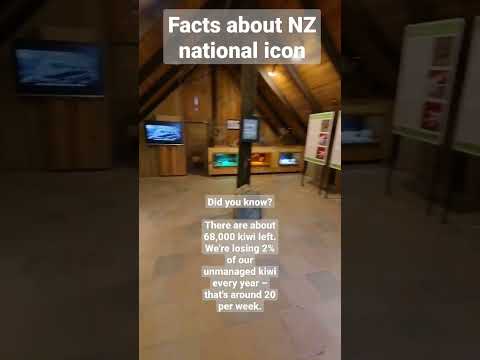 The bird Kiwi is the national symbol and icon of New Zealand.  #kiwibird #newzealandtourism #nature
