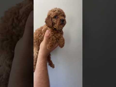 Satılık Poodle Türkiye