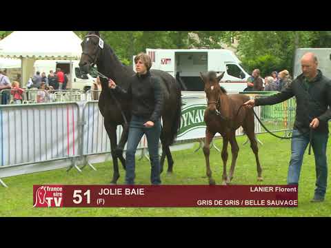 Sprinter Sacré Show 2019 : Lot 51 - JOLIE BAIE