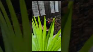 Download lagu KAMATCHI |Sunderchandran​ #Ghanababu​ #Kamatchi​ #Djbrecords​ mp3