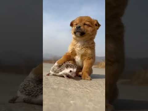 sivali shivali Dog 😞