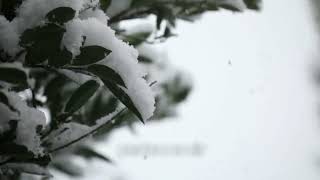When The Winter's Gone   -   David Benoit feat. Jennifer Warnes / Lyrics