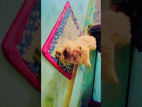 Quran Masjid Ki Surat ki Fazilat 🤲 #cat #shortvideo #subscribe #allah 💌#trend #shortsfeed