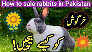 How to sale rabbits in Pakistan| Rabbit market|How can you earn more money by rabbit farming