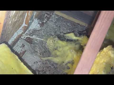 Large Yellow Jacket Nest Found in the Attic in Cream Ridge, NJ