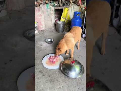thú cưng 🐕‍🦺🦮 chó-dog