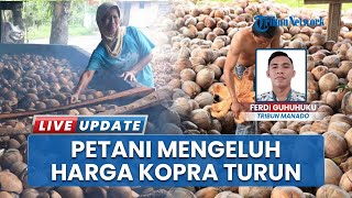 Sempat Naik Tinggi, Harga Kopra di Manado Merosot Tajam Mencapai Rp19 Ribu/Kg, Petani Terpukul