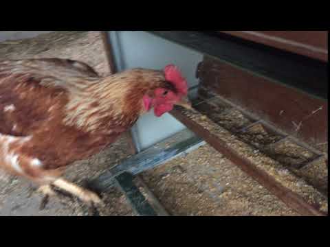 Huhn am Futterautomat
