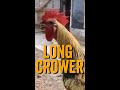 Rooster Passes Out After an Extended Crow - Rooster Get's WASTED