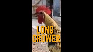 Rooster Passes Out After an Extended Crow - Rooster Get&#39;s WASTED