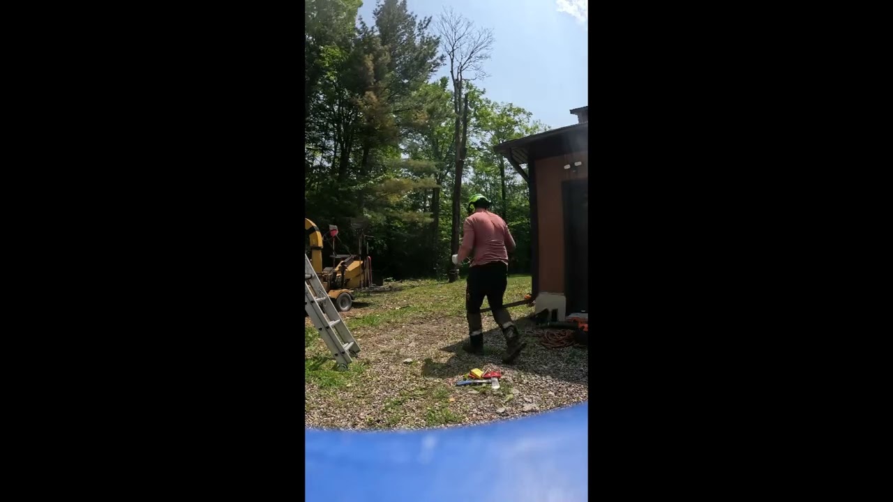 Dead Sugar Maple Removal (June-2025)