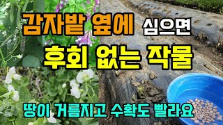 감자밭 옆에 함께 심으면 후회없는 작물 땅심을 좋게하고 비료사용량을 줄이고 수확도 빠른 3월부터 5월까지 심…