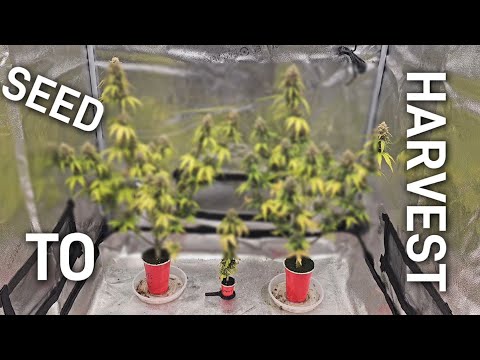 Complete Seed to Harvest Solo Cup Autoflower Grow, Spiderfarmer SE-5000