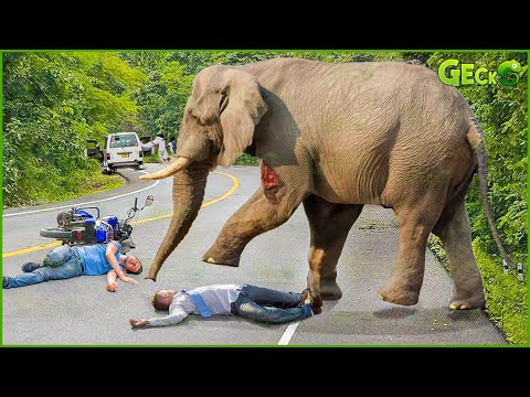 35 Moment Angry Elephant Charges At Cars And Tourists In A Frenzied R.ampage | Elephant Attack