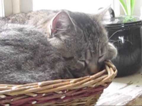 Příběhy z Kočičína (kniha ze života lidí i koček)