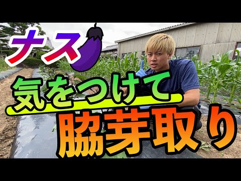 リムノディナステス・デュメリリ